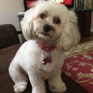 Meet your Posher, Abby-evie